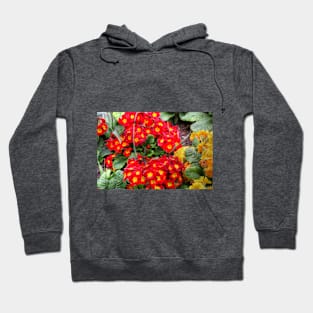 Early Primulas Hoodie